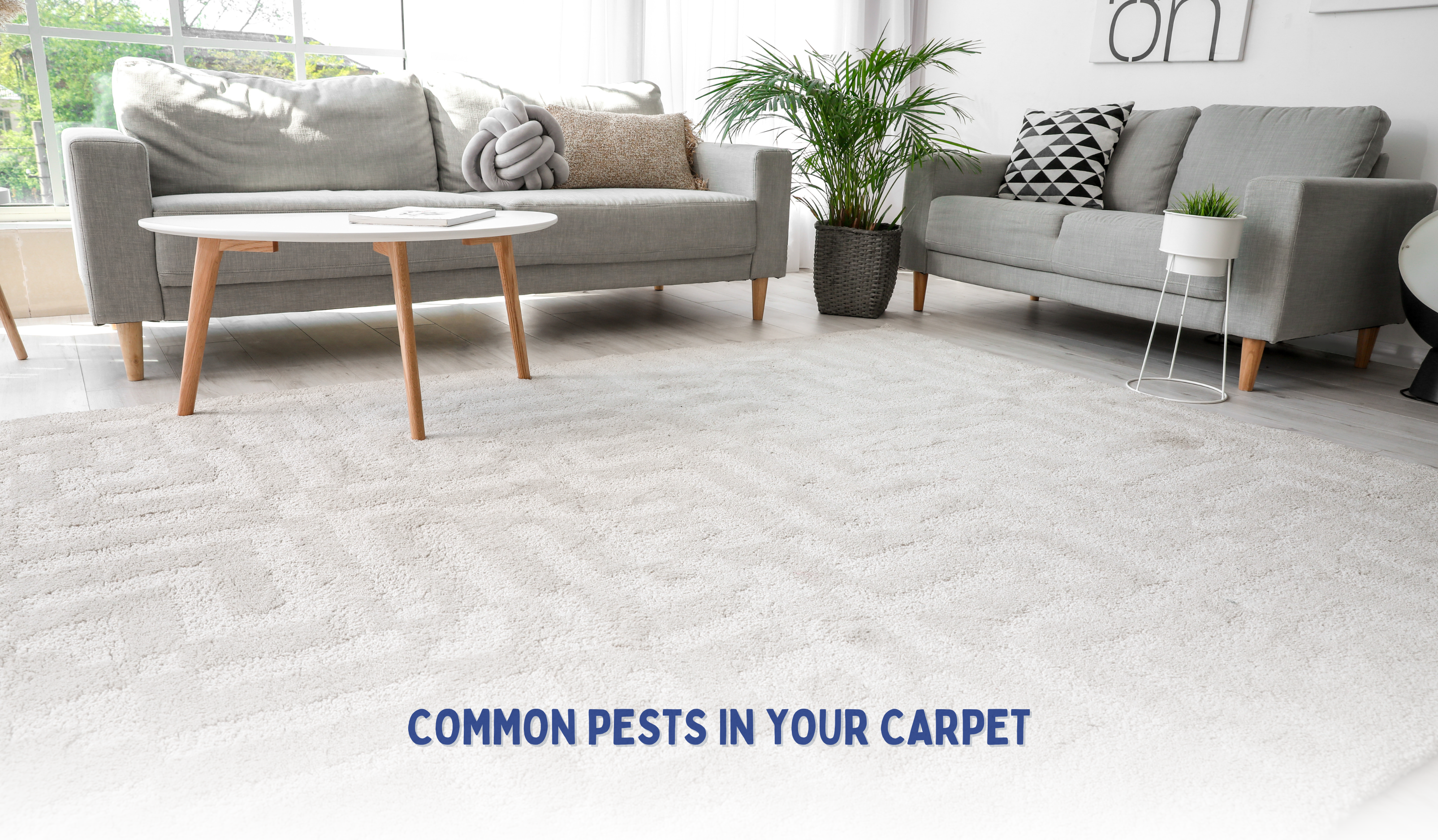 Common Carpet Pests in Melbourne